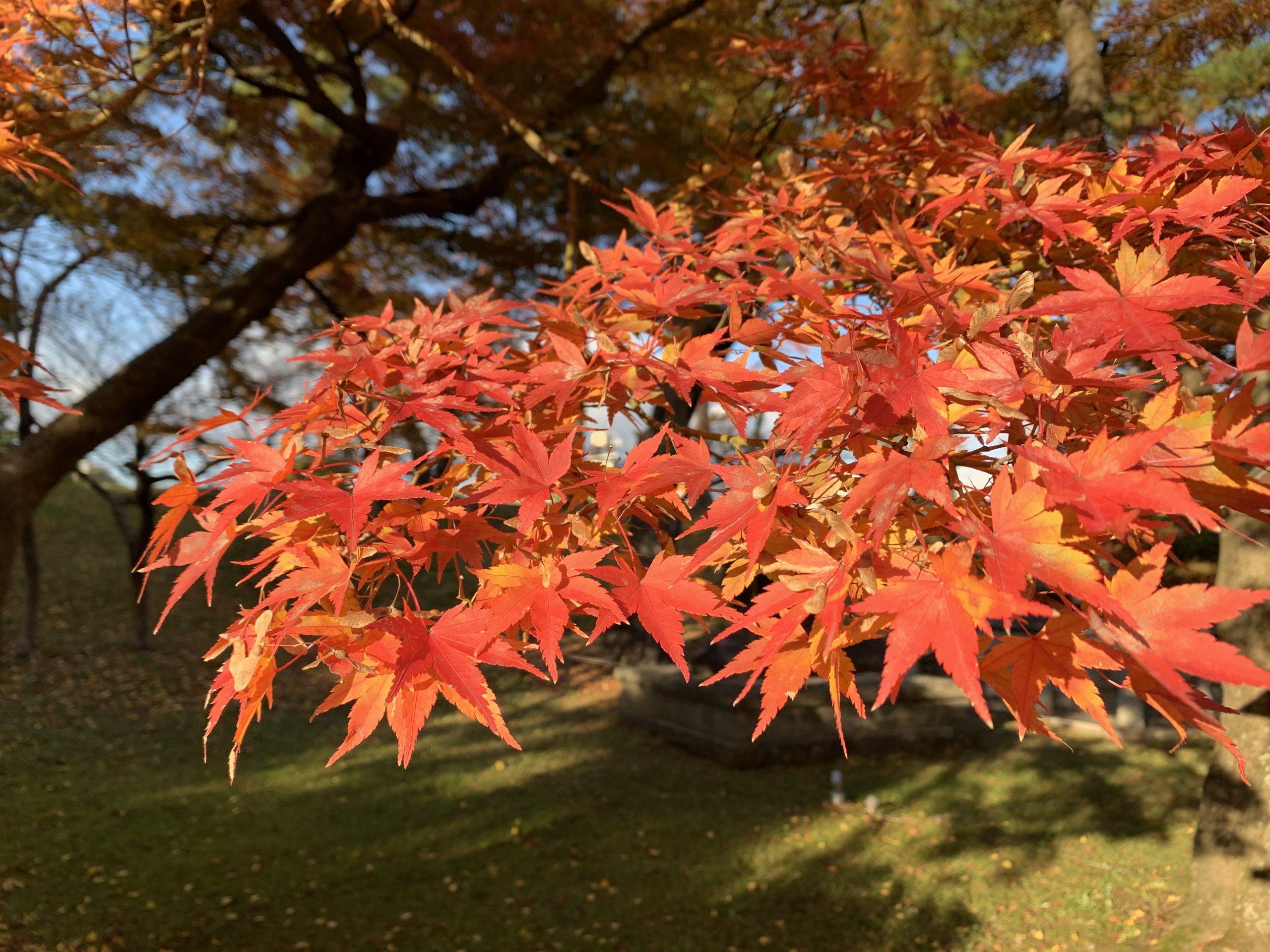 Japón, colores del otoño. Senderos de la Diamond Route y Alpes Japoneses