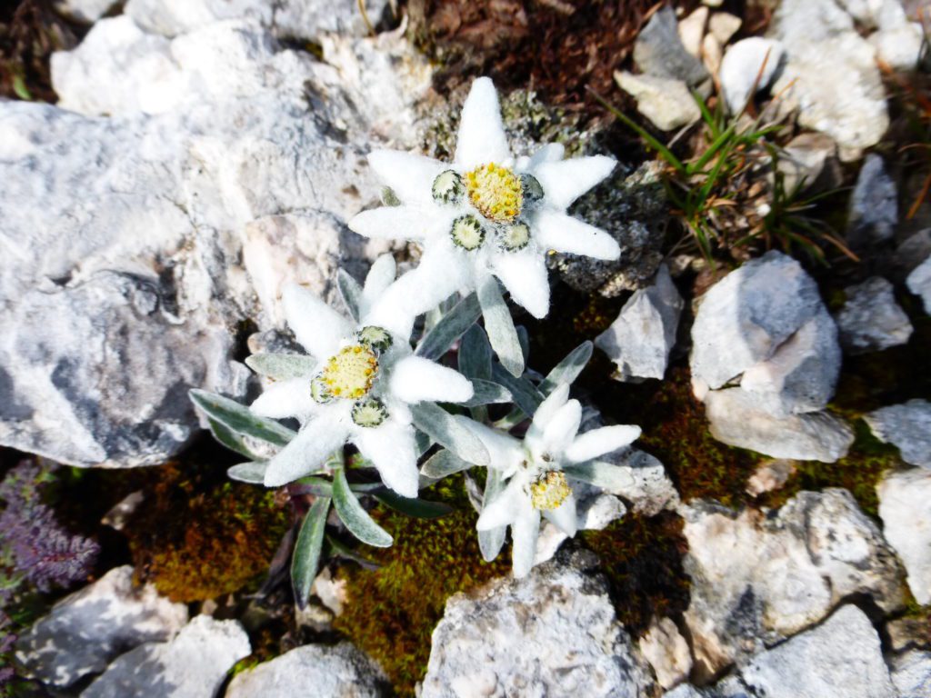 Flora alpina en los Dolomitas