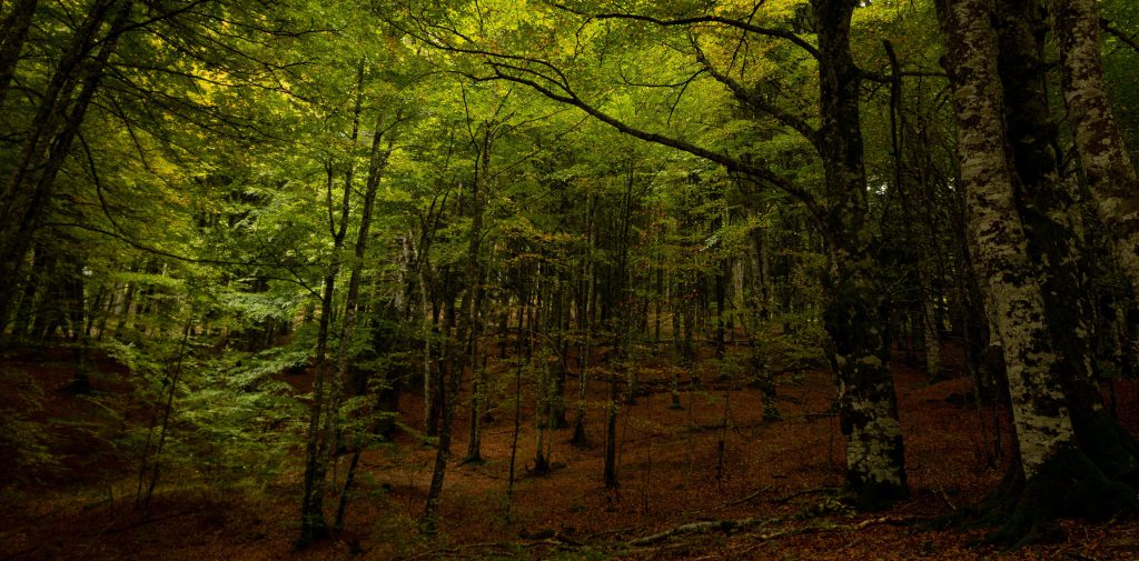 Frondosos bosques en la Selva de Irati