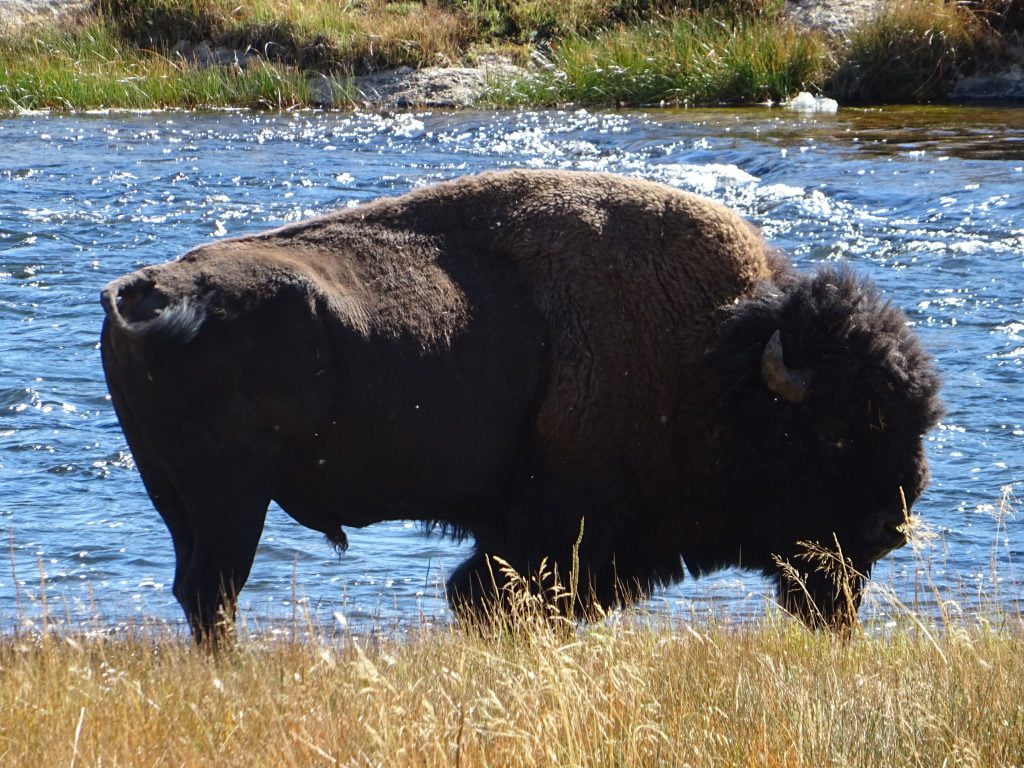bisonte en Yellowstone